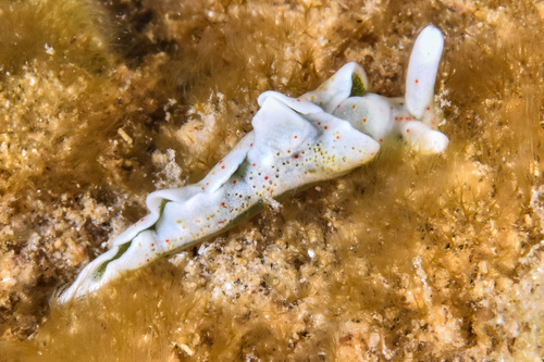 Elysia timida - Photo (c) xavi salvador costa, some rights reserved (CC BY-NC)