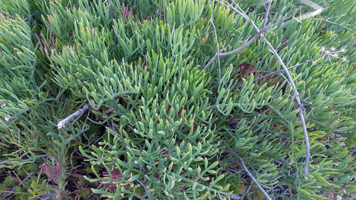 Rock Samphire - Photo (c) piripip, some rights reserved (CC BY-NC)