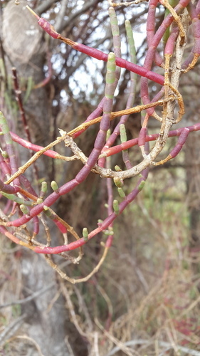 Shrubby Marsh Samphire - Photo (c) piripip, some rights reserved (CC BY-NC)