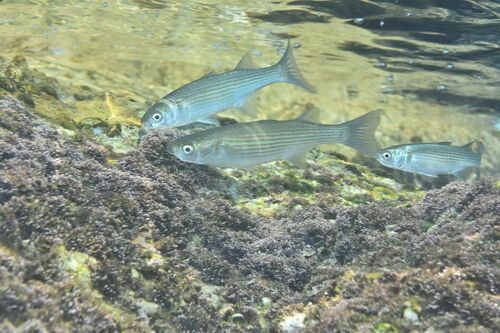 Mullets - Photo (c) xavi salvador costa, some rights reserved (CC BY-NC)