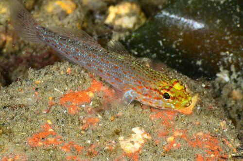 Yellow-headed Goby - Photo (c) xavi salvador costa, some rights reserved (CC BY-NC)