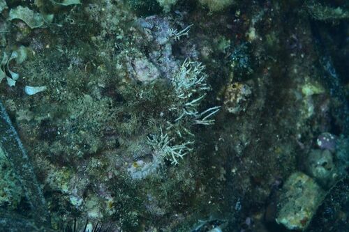 Sturdy Needleweed - Photo (c) xavi salvador costa, some rights reserved (CC BY-NC)