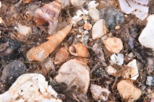Alvania cimex - Photo (c) xavi salvador costa, some rights reserved (CC BY-NC), uploaded by xasalva