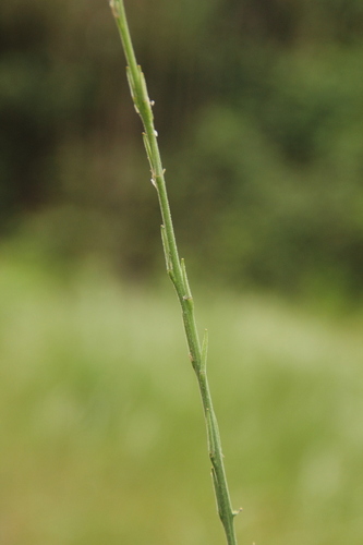 Hedge Mustard - Photo (c) antlaformiga, some rights reserved (CC BY-NC)