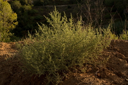 Prickly Russian Thistle - Photo (c) Tomás Blasco, some rights reserved (CC BY-NC)