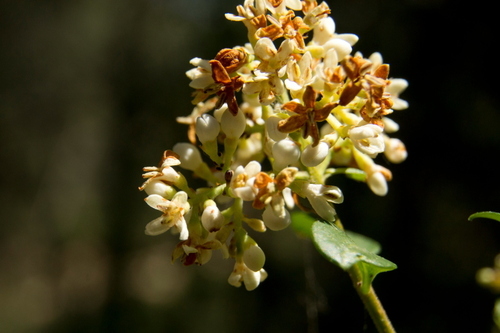 Olive Family - Photo (c) Tomás Blasco, some rights reserved (CC BY-NC)