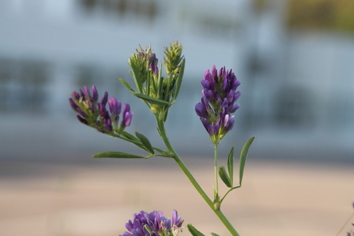 Alfalfa - Photo (c) Tomás Blasco, some rights reserved (CC BY-NC)