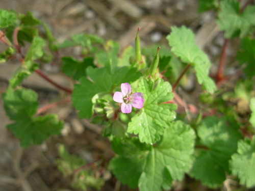 Round-leaved Crane's-Bill - Photo (c) Tomás Blasco, some rights reserved (CC BY-NC)