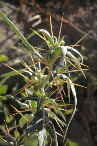 Cockleburs - Photo (c) Tomás Blasco, some rights reserved (CC BY-NC)