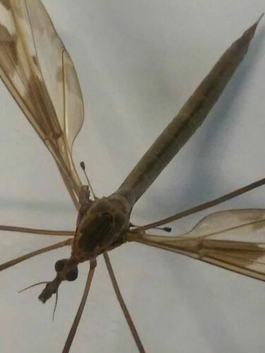 Long-Legged Flies - Photo (c) Tomás Blasco, some rights reserved (CC BY-NC)