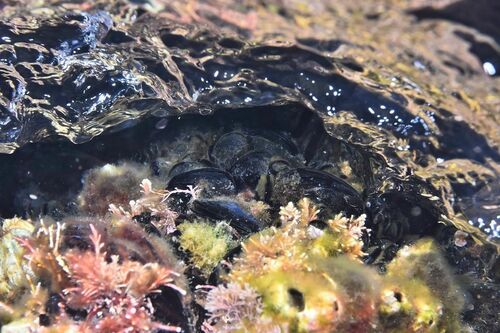 Black Mussels - Photo (c) xavi salvador costa, some rights reserved (CC BY-NC)