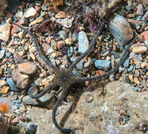 Brown Brittle Star - Photo (c) Bernat Garrigós, some rights reserved (CC BY-NC)