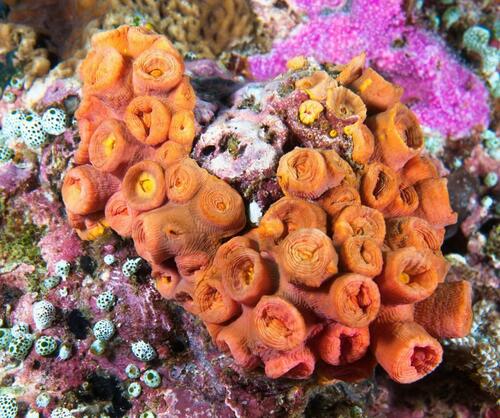 Orange Cup Coral - Photo (c) Bernat Garrigós, some rights reserved (CC BY-NC)