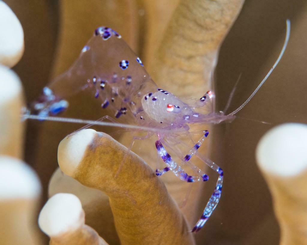 Sarasvati Anemone Shrimp - Photo (c) Bernat Garrigós, some rights reserved (CC BY-NC)