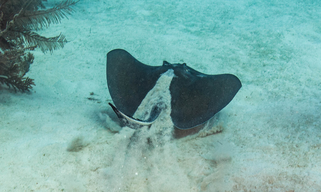 Southern Stingray - Photo (c) Bernat Garrigós, some rights reserved (CC BY-NC)