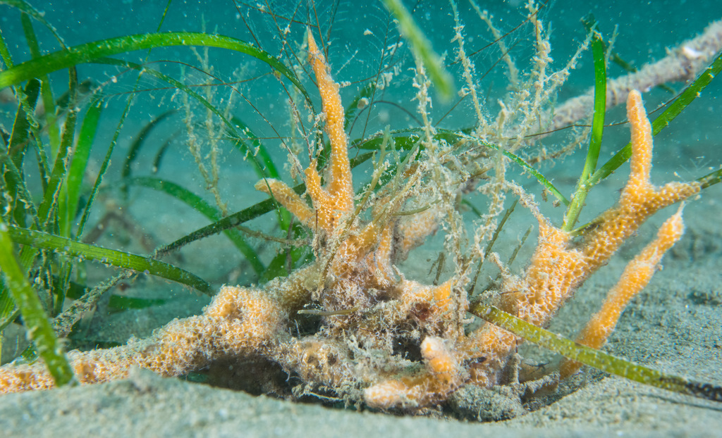 Ulosa stuposa - Photo (c) Bernat Garrigós, some rights reserved (CC BY-NC)