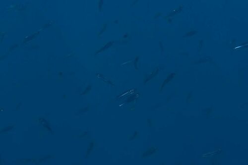 Big-scale Sand Smelt - Photo (c) xavi salvador costa, some rights reserved (CC BY-NC)