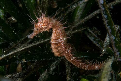 Long-snouted Seahorse - Photo (c) josepvilanova, some rights reserved (CC BY-NC)