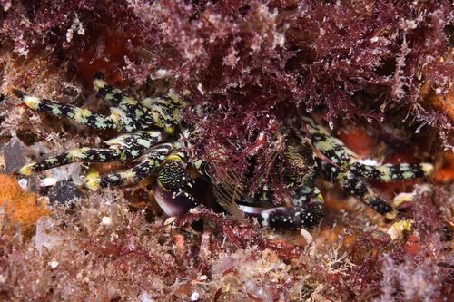 Marbled Crab - Photo (c) xavi salvador costa, some rights reserved (CC BY-NC)