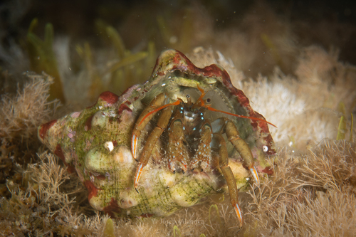 Saint Piran's Hermit Crab - Photo (c) josepvilanova, some rights reserved (CC BY-NC)