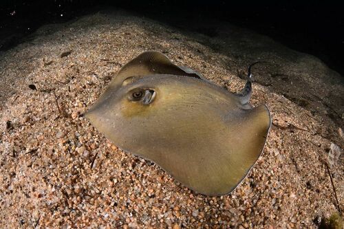 Common Stingray - Photo (c) xavi salvador costa, some rights reserved (CC BY-NC)