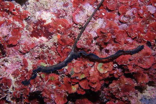 Green Spoonworm - Photo (c) oriol_d, all rights reserved