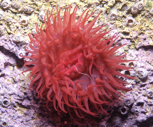 Mediterranean Beadlet Anemone - Photo (c) oriol_d, all rights reserved