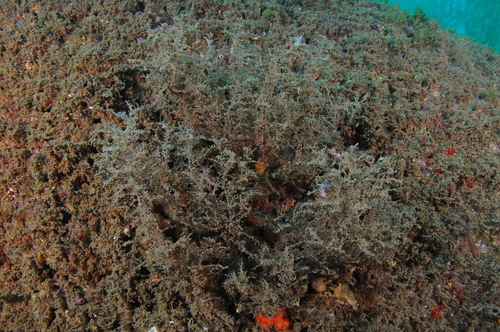 Knob-tipped Hydroids - Photo (c) xavi salvador costa, some rights reserved (CC BY-NC)