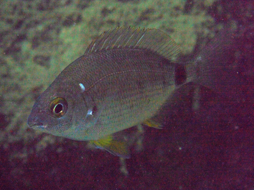 Seabreams and Porgies - Photo (c) oriol_d, all rights reserved
