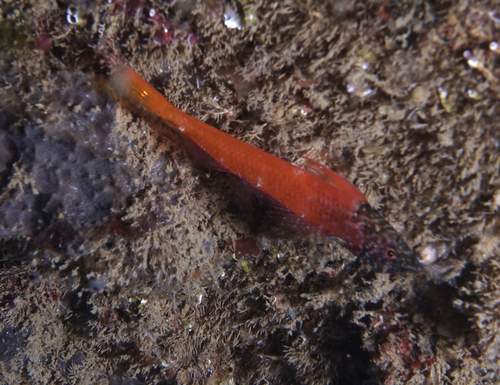 Small Triplefin Blenny - Photo (c) oriol_d, all rights reserved