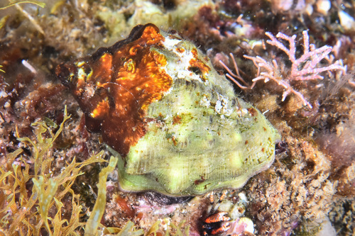 Red-mouthed Dog Winkle - Photo (c) xavi salvador costa, some rights reserved (CC BY-NC)