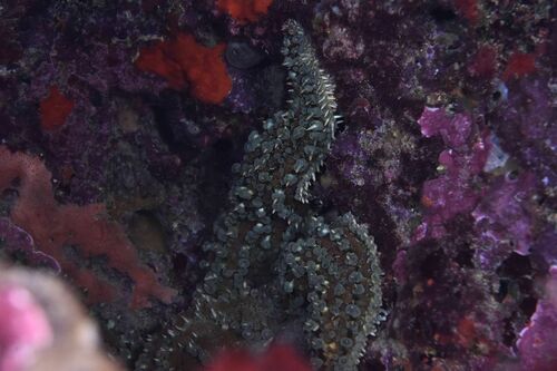 Spiny Starfish - Photo (c) xavi salvador costa, some rights reserved (CC BY-NC)