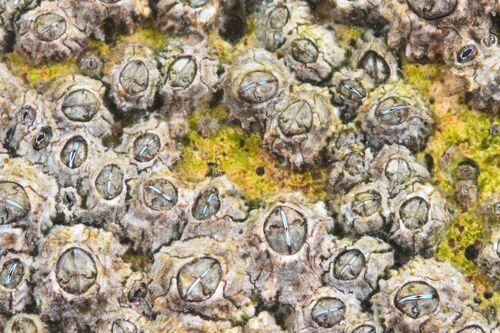 Poli's Stellate Barnacle - Photo (c) xavi salvador costa, some rights reserved (CC BY-NC)