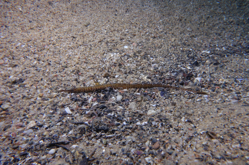 Syngnathus - Photo (c) oriol_d, all rights reserved