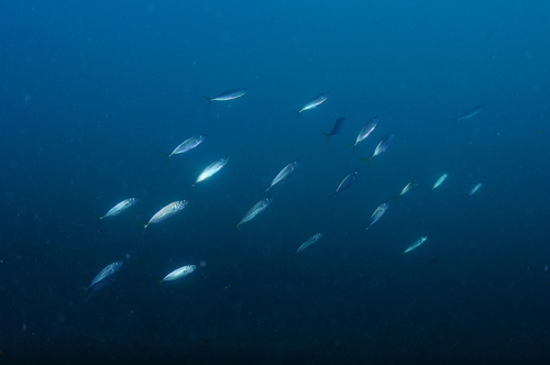 Jack Mackerels - Photo (c) xavi salvador costa, some rights reserved (CC BY-NC)