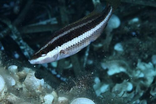 Doderlein's Wrasse - Photo (c) xavi salvador costa, some rights reserved (CC BY-NC)