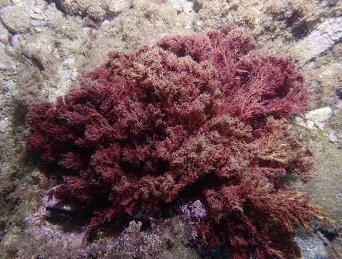 Sphaerococcus coronopifolius - Photo (c) oriol_d, all rights reserved