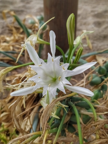 Sea Daffodil - Photo (c) Jose-Antonio Ortiz-Marzo, some rights reserved (CC BY-NC)