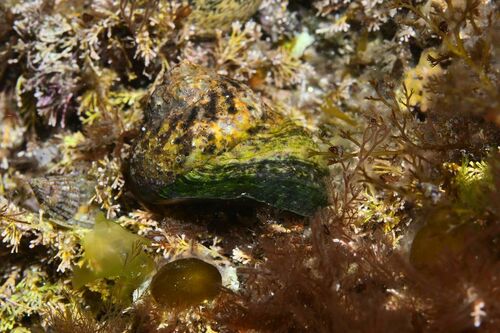 Lined Top Shell - Photo (c) xavi salvador costa, some rights reserved (CC BY-NC)