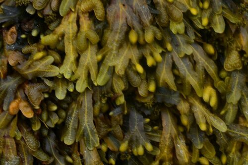 Spiral Wrack - Photo (c) xavi salvador costa, some rights reserved (CC BY-NC)
