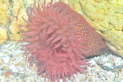 Strawberry Anemone - Photo (c) xavi salvador costa, some rights reserved (CC BY-NC)