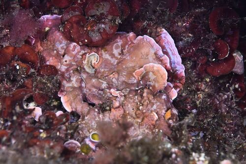 Lithophyllum incrustans - Photo (c) xavi salvador costa, some rights reserved (CC BY-NC)