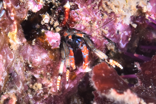 Tube Hermit Crab - Photo (c) xavi salvador costa, some rights reserved (CC BY-NC)