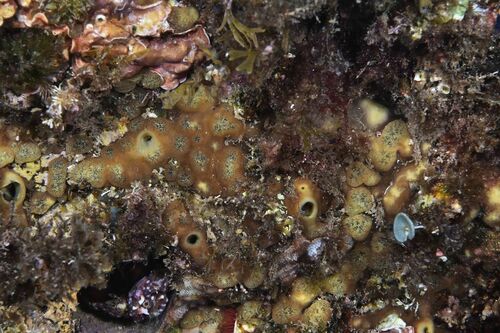 Green Boring Sponge - Photo (c) xavi salvador costa, some rights reserved (CC BY-NC)