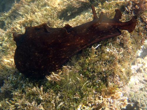 Aplysia - Photo (c) Andrea Comaposada, some rights reserved (CC BY-NC)