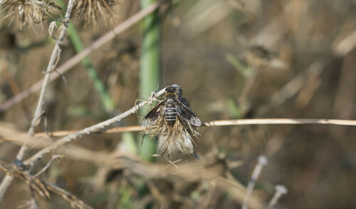 Brachyceran Flies - Photo (c) piripip, some rights reserved (CC BY-NC)