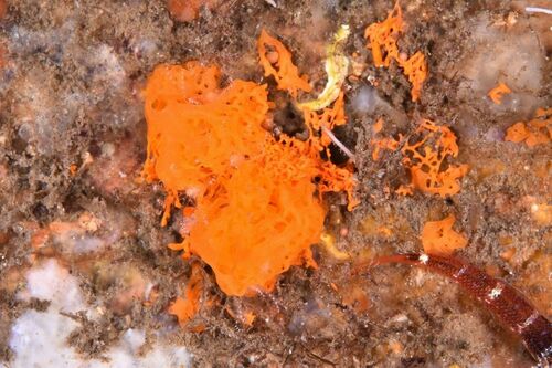 Net-Sponges - Photo (c) xavi salvador costa, some rights reserved (CC BY-NC)