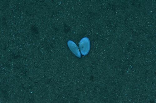 Tellins and Allies - Photo (c) xavi salvador costa, some rights reserved (CC BY-NC)