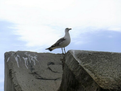 Yellow-legged Gull - Photo (c) Andrea Comaposada, some rights reserved (CC BY-NC)