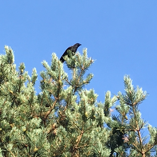 Carrion Crow - Photo (c) Andrea Comaposada, some rights reserved (CC BY-NC)